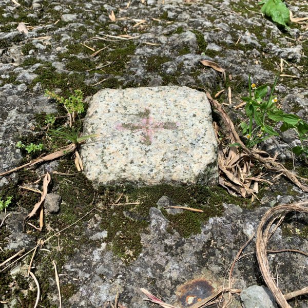 20250816嘉義鼠眉毛O繞2864060