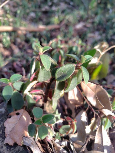 多納六秀 屯子山 安通吊橋2987240