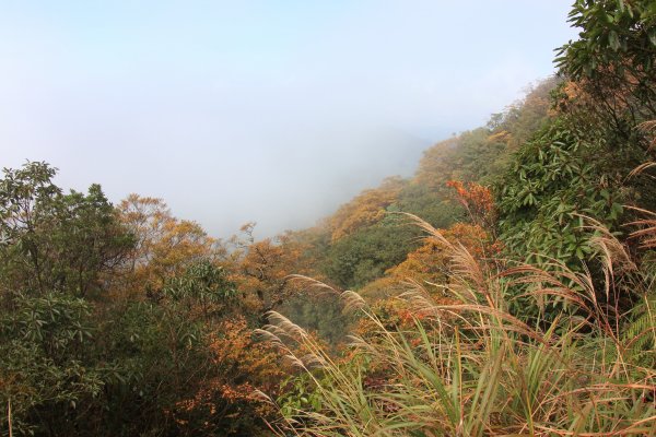 北插天山 山毛櫸 2019_11_09728799