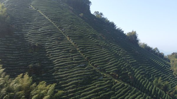 20250218 金柑樹山+忘憂森林2719537
