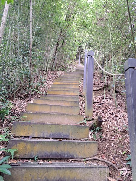 和平雙崎埋伏坪步道+埋伏坪山2310286