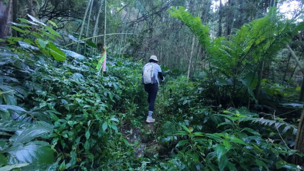 阿里山頂湖三連峰:天福山、芙蓉山、凸龜山2810079