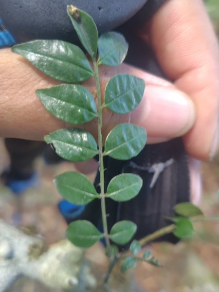 大竹溪山連走鞍輪名山3006892