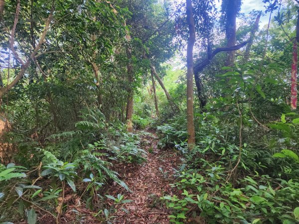 20250419蕩跋山劉家界山老社寮山新富山2936213