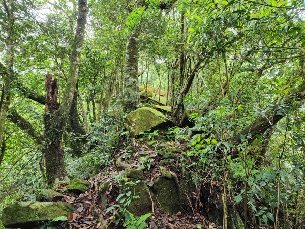 20230423鹿母潭山、獅仔頭山、大丘田山、粽串尖山2239639