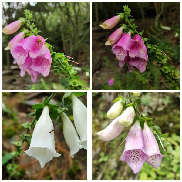 2025/7/12、7/13 西巒大山2839168