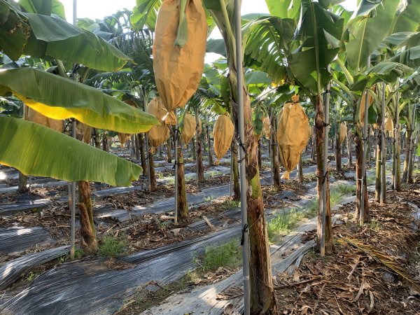 20251122高雄九寮2945280