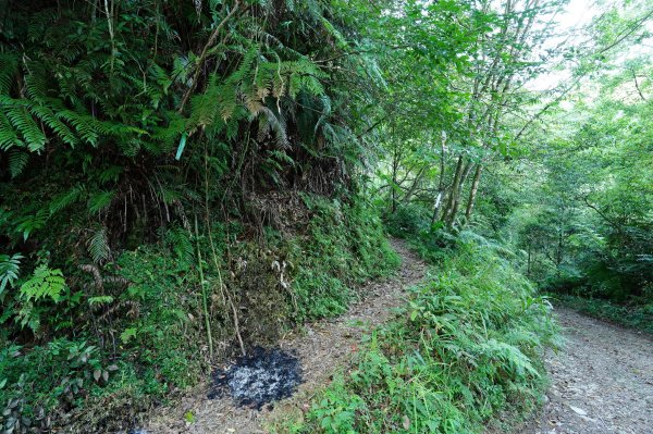 新北 烏來 火燒樟山、落鳳山2557681