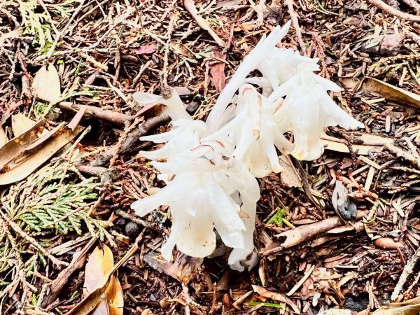 🌈4/13（日）（三）魔法森林-塔曼山~FB：熊熊趴爬走🌈2761325