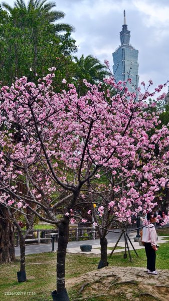 #虎山  #101大樓  #國父紀念館 #河津櫻 #中正紀念堂 2/193002664