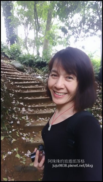    十一指古道包場賞桐花573593