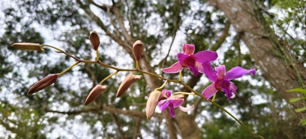 2025/12/21_口山古道O型2968552