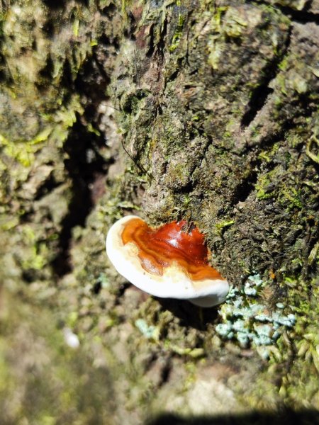 微笑山線筆架二格山系2860408