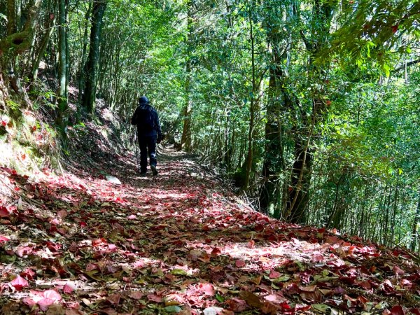 船型山環走大雪山210林道2978047
