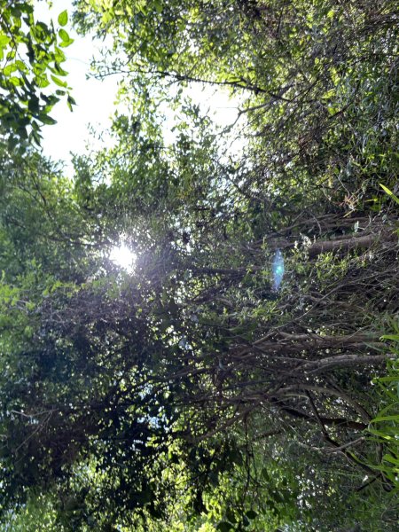 20250816高雄旗尾山2914606