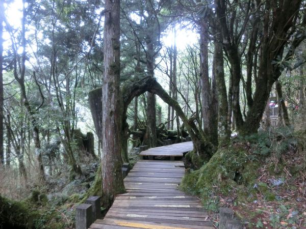 檜木原始林．鐵杉林自然步道380277