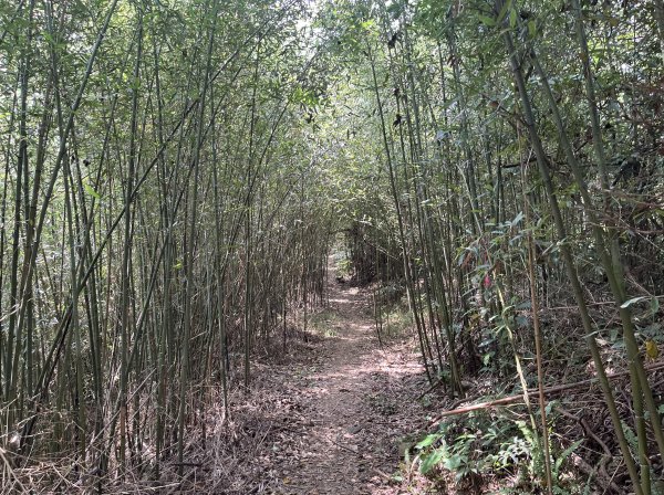 [皮皮獅Hike客任務-02/10] 2024_0720 渡南古道+飛鳳古道2557091