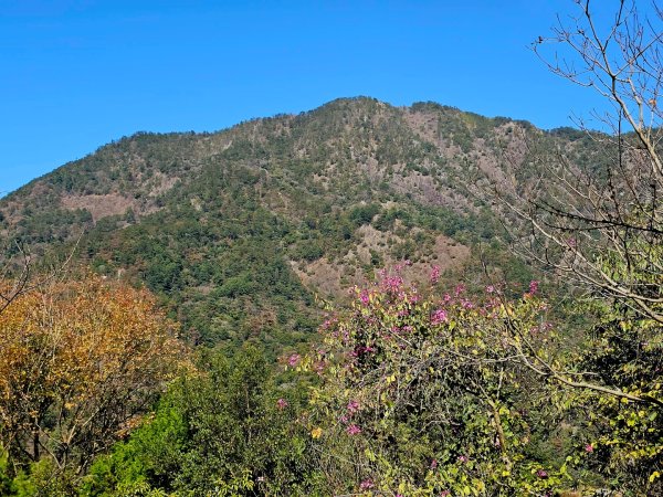 唐麻丹山-谷關七雄(老么)2991552