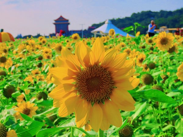 ［大佳河濱公園］［向日葵］2329583