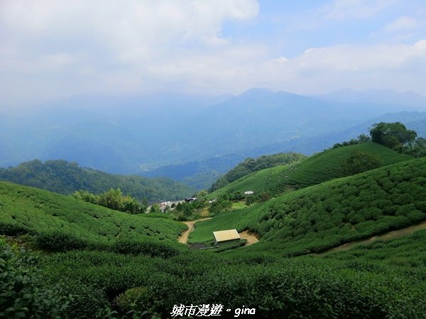 【雲嘉】超美的茶園竹林風光。小百岳集起來。#56小百岳雲嘉大尖山x二尖山x馬鞍山x#57小百岳梨子腳1453695