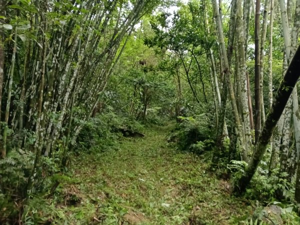 雙溪區平水+外柑腳山去回2784065