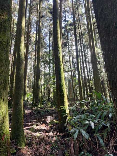 20231025⛰️二萬坪山 🌲黑森林🌲樹抱石 奮起湖老老街2326729