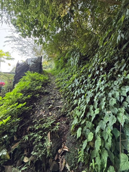 烏來大桶山野餐輕鬆愜意行2630314