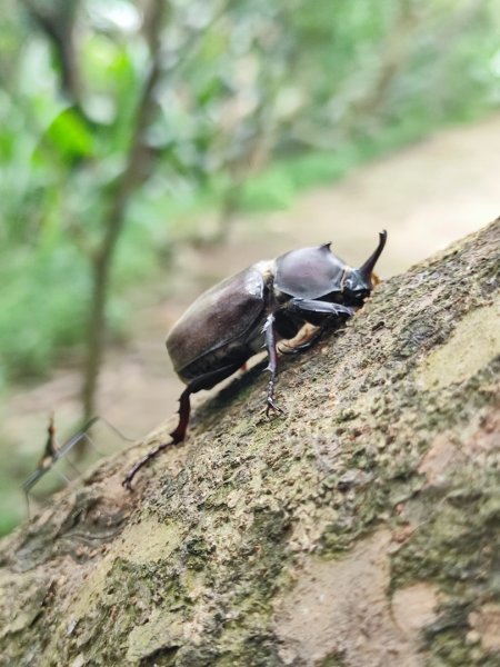 夏日甲蟲祭典（羊稠森林步道，龜山福源山-山佳車站）2826606