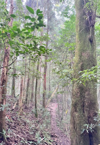 光天高山 - 向天湖山(小百岳32) 小O一圈2876937