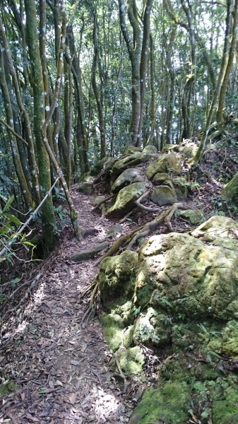 仙山登山步道41000