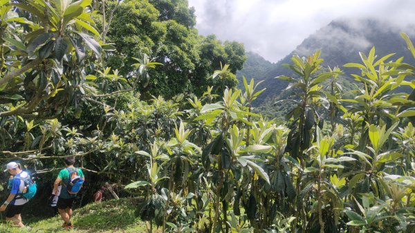 谷關黑白縱走2025年6月8日2808663