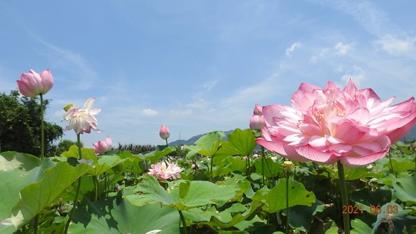 蝶戀花?! 花蝶戀?!1410562