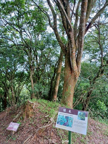 【新竹峨嵋】老少咸宜的步道。 十二寮古道2631211