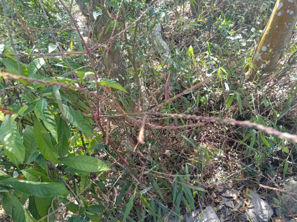 盆貿里山三盆連走2749552