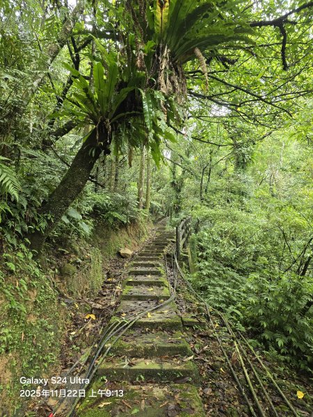 2025-11-22微笑山線：【五分山系】平溪小黃山段2943279