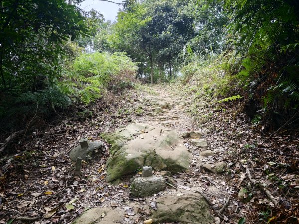 [淡蘭古道] 2026_0523 南路第一段_中埔山步道3069387
