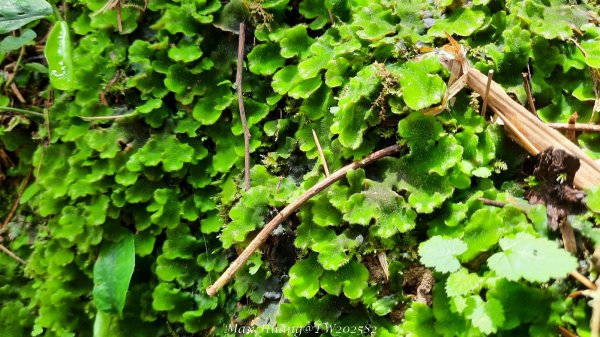 《台中》優美稜線｜橫嶺山自然步道（大雪山社區南登山口）202505312800141