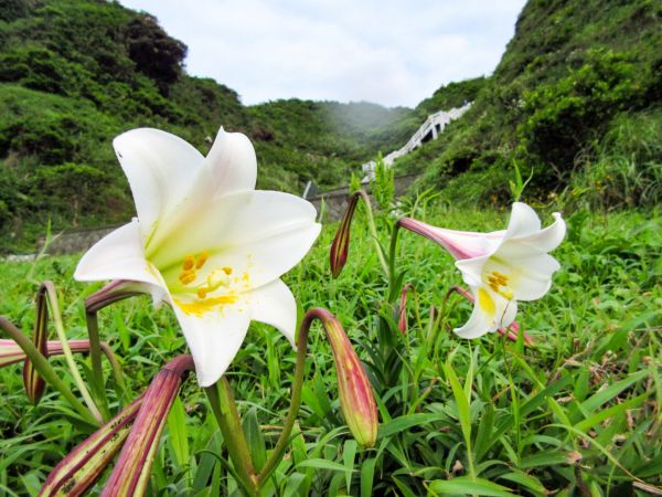 忘憂谷百合花開396563