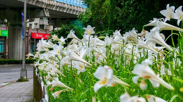 白石湖沒有百合花。晶片關稅2781543