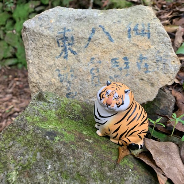 20200822台中和平東八仙山、至八仙山2544036