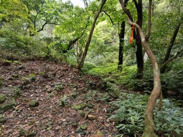 汐止區茄苳越嶺古道+上鹿窟崙山+九層坪山+四分尾山+大尖山8字走2981582