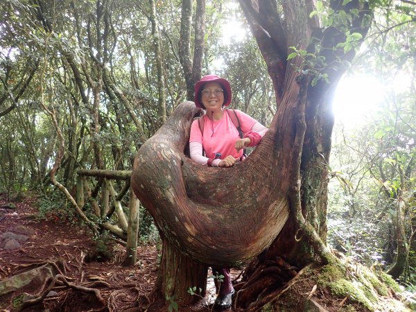 林道26.5K處連走橫嶺山Y型