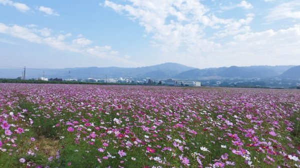 我在田中央賞波斯菊花海