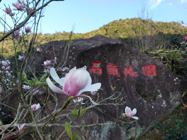 2023／2／18楓樹湖古道  巨石公園木蘭花  2／27楓樹湖古道  楓樹湖桃花源櫻花2051135