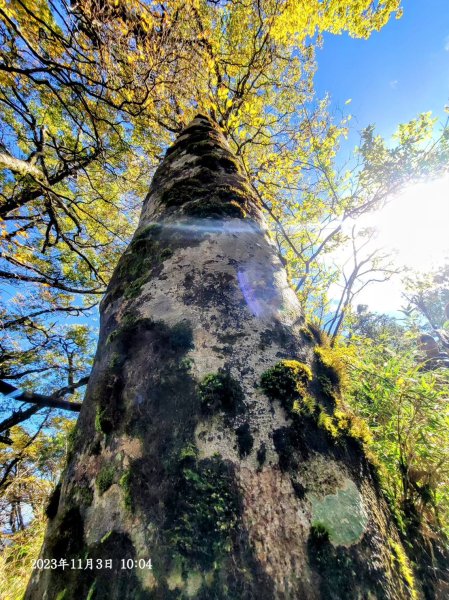 三星山+三星池+望洋山+太平山山毛櫸2432928