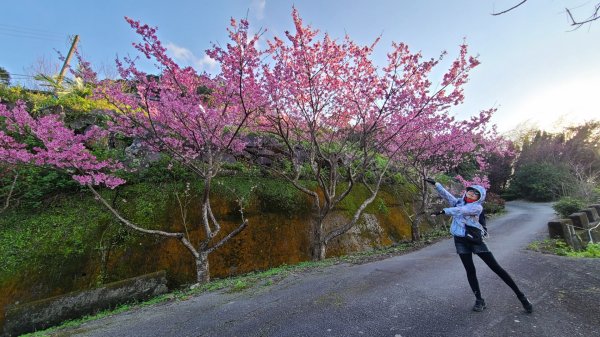 遇上櫻花季的直潭山1252772