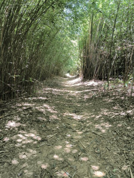 20250815微笑山線大棟山系百年大榕樹段2859917