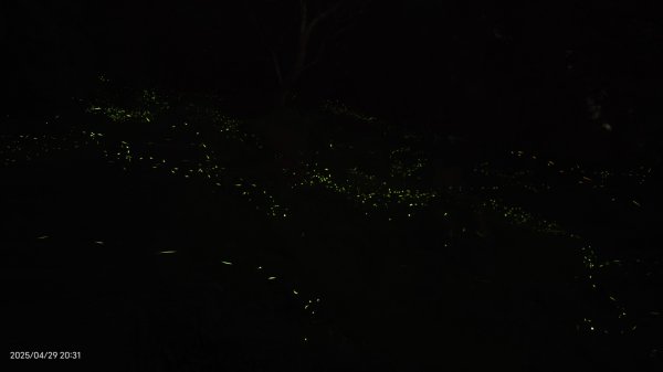 翡翠水庫壩頂 #火燒雲雲海 #日出雲海 #鱷魚島 #藍腹鷴 4/292773434