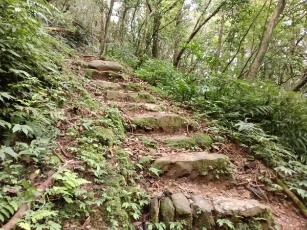 雙溪區打鐵寮山-鶯子嶺-坪溪山-烏山63號-烏山越嶺古道(坪溪山北峰)P字走3023809