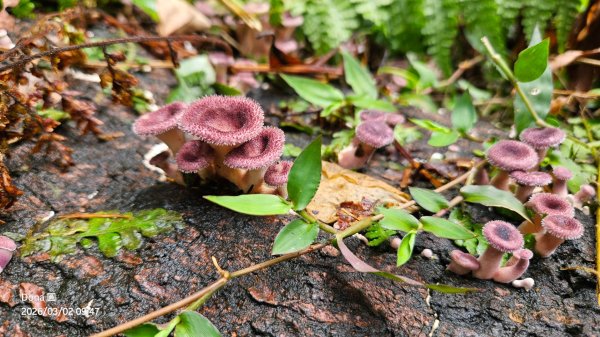 20260302忠義山.小坪頂山.貴子坑山大O走3009801